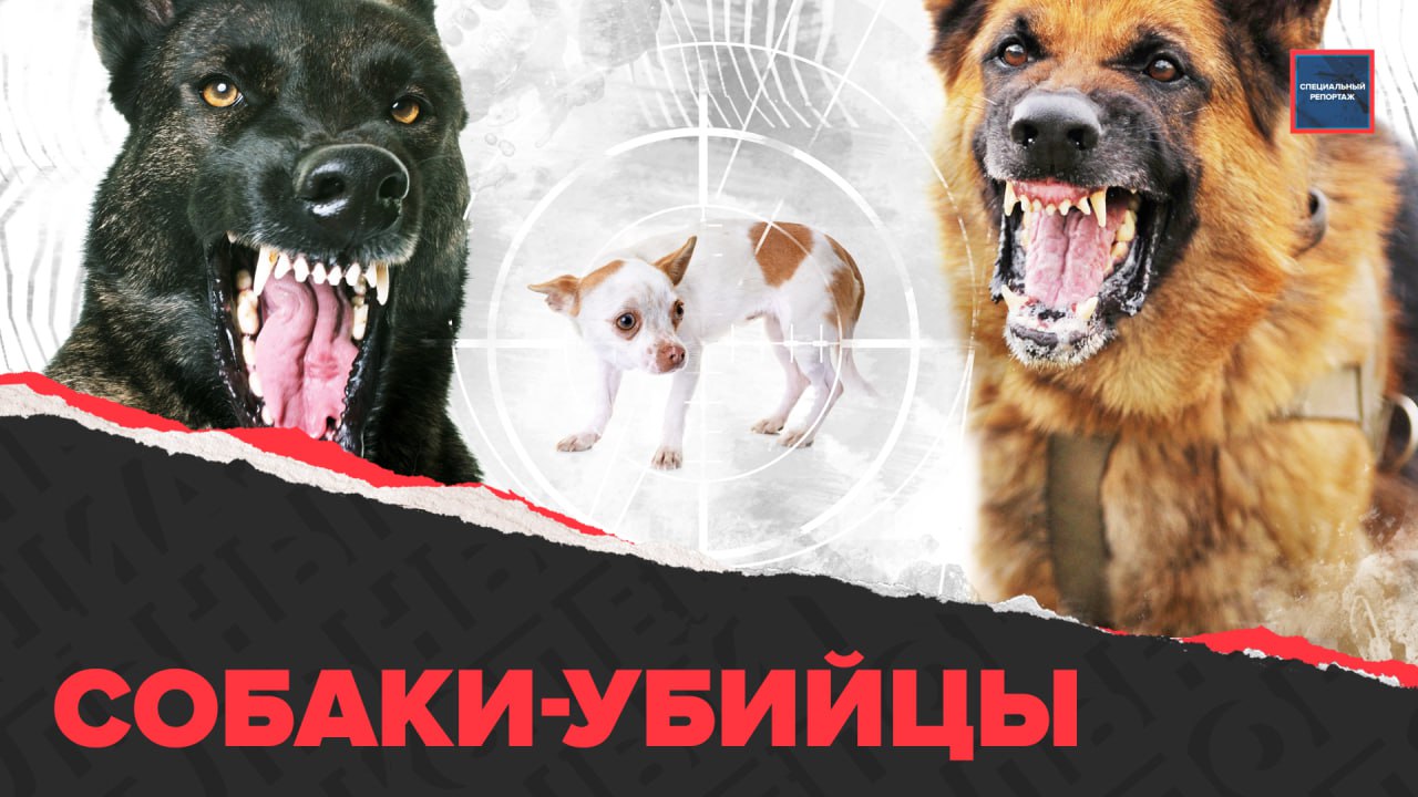 Жители Внукова борются с владельцем двух больших агрессивных собак | Актуальный репортаж