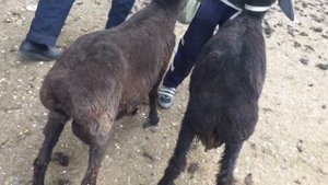 Андижон куй бозори нархлари 14- октябрь