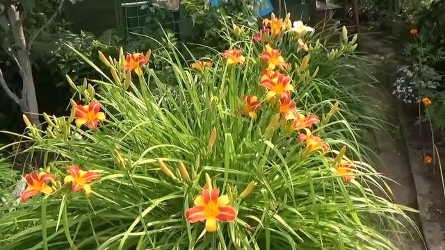 Лилейники на моей даче. смотреть онлайн