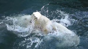 Новосибирский зоопарк. Лето 2016