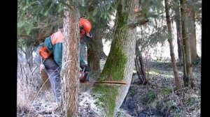 Complete felling and processing of trees, chainsaw Husqvarna 357 XP