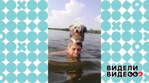 Необычное купание мальтипу Софи. Видели видео? Фрагмент выпуска от 26.09.2021