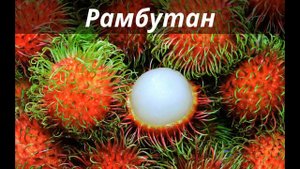 10 самых экзотических фруктов и ягод в мире!