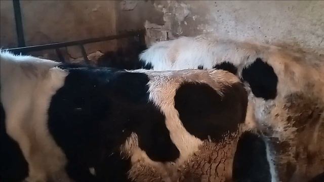 Цена на говядину бьет рекорд в отличии от свинины! Сравниваем цену! Почему бычки, а не свиньи?? смотреть онлайн