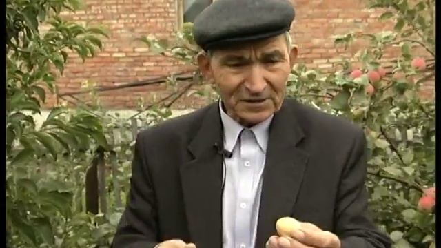 О сортах слив. Слива Оюна