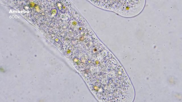 Microorganisms Are Cleaning the Water You Drink смотреть онлайн