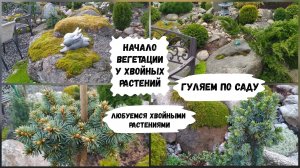 Начало вегетации у хвойных растений.Гуляем по саду, любуемся хвойными (июнь 2022г.)
