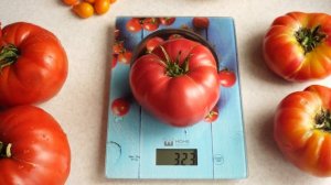 Томат Минусинский розовый гигант. Вкус настоящего домашнего помидора!
