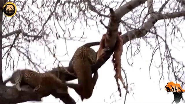 رهيب..الفهد المفترس يصعد الشجرة ليواجه منافسه الفهد لن تصدق ما سيحصل смотреть онлайн