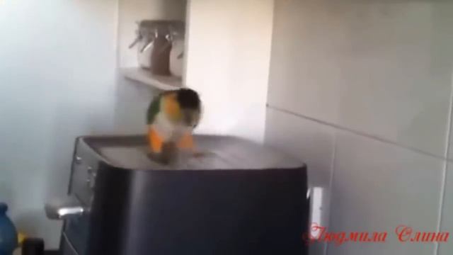 Попугаи танцуют...  прикольн