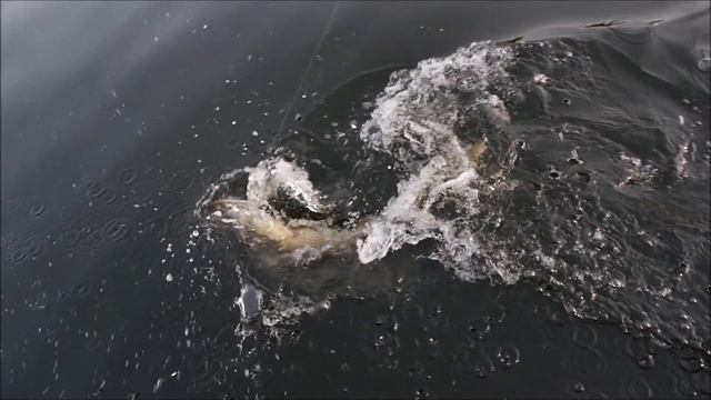 щука16фунтов смотреть онлайн