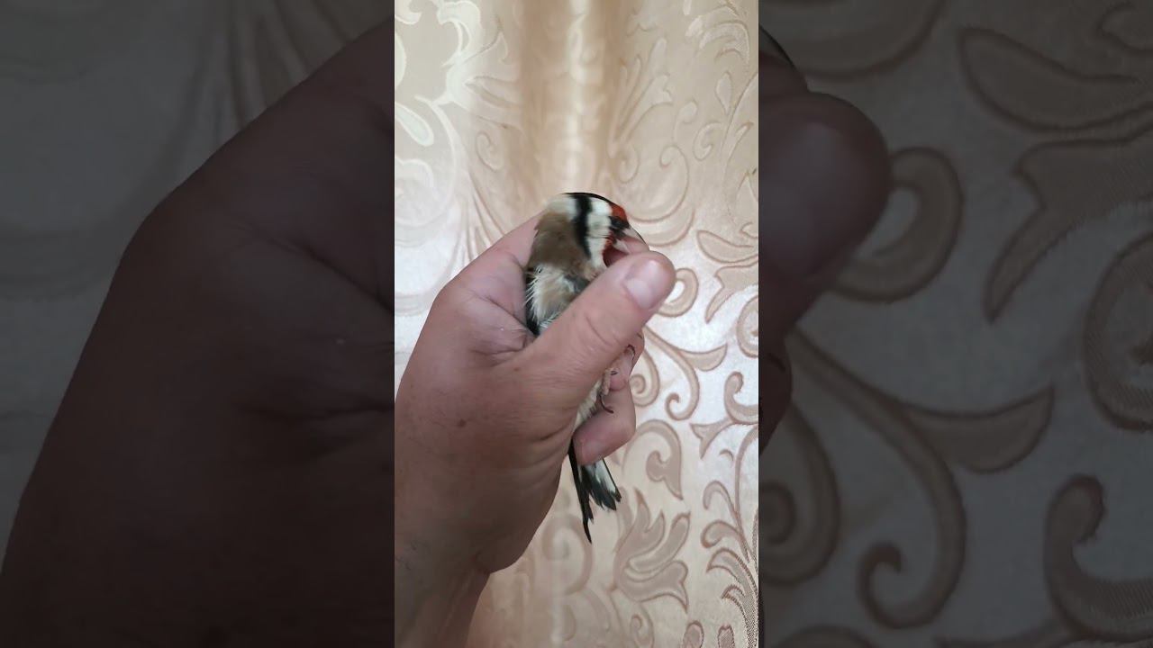 Щегол 17.09.2023. смотреть онлайн