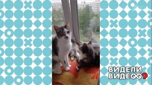 Сколько кошек вы видите? Видели видео? Фрагмент выпуска от 14.08.2022