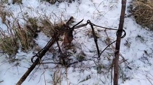 Как не нужно маскировать капкан. Барнаул 320 на бобра, попалась ондатра .