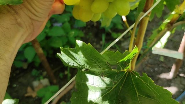 Джина Гусева, Подарок Никополю виноград Теплова Татьяна Теплов Дмитрий смотреть онлайн