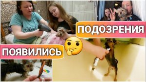 ВЛОГ! Что-то тут не так //Кто же ты Арчик?//Метис Йоркширского терьера и Той терьера/Простая жизнь