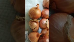 Лук шалот семейка Самарская розовая  видео 6