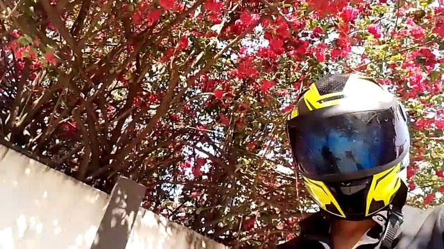 Bougainvillea Pink смотреть онлайн