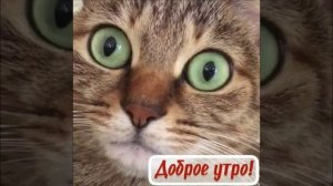 Во время икоты у котиков расширяются зрачки ? Вы знали?