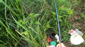 Рыбалка на карася после дождя: клюет ли карась после дождя