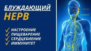 Нерв который отвечает за плохое настроение! Поговорим о блуждающим нерви.mp4