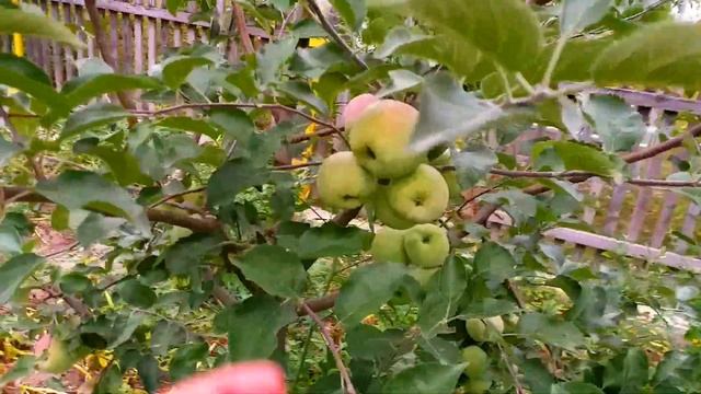 КРАЩІ ПЕРЕВІРЕНІ СОРТИ ЗИМОВИХ ЯБЛУНЬ/СОРТ ЧЕМПІОН/СОРТ ФЛОРІНА/ СОРТ ПІНОВА/САДІВНИЦТВО НА ДАЧІ смотреть онлайн