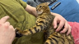 Очень злой бенгальский кот