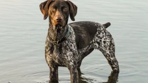 Курцхаар (собака): описание немецкой породы