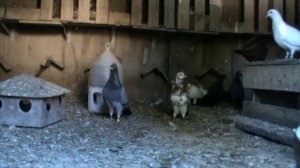 Полезная рекомендация для голубей!