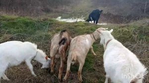 как правильно запустить козу