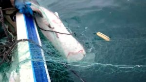 КАК ПОЙМАТЬ АКУЛУ.  Рыбалка в Японском море Приморский край.