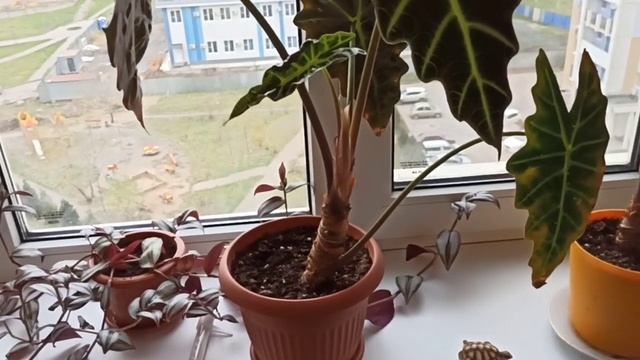 Мои растения на северном окне/Алоказии, зебрина/My plants on the north window/Alokasia, zebrina