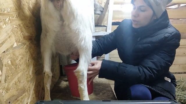 Раздой первокотной козы #раздойпервокотки #дойкакоз