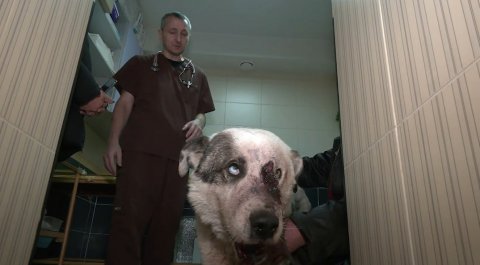 Пострадавшего при обстреле пса спасают в клинике Донецка