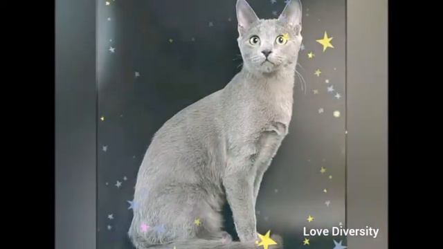 15 Пород кошек, которые очаруют вас с первого взгляда!