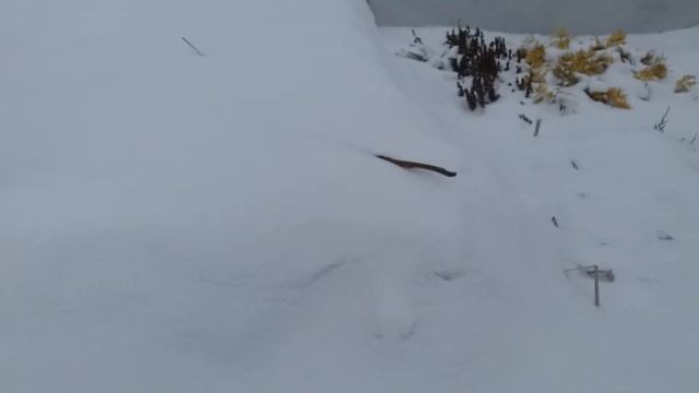 Так зимують мої плющики , котрі ростуть у контейнерах )