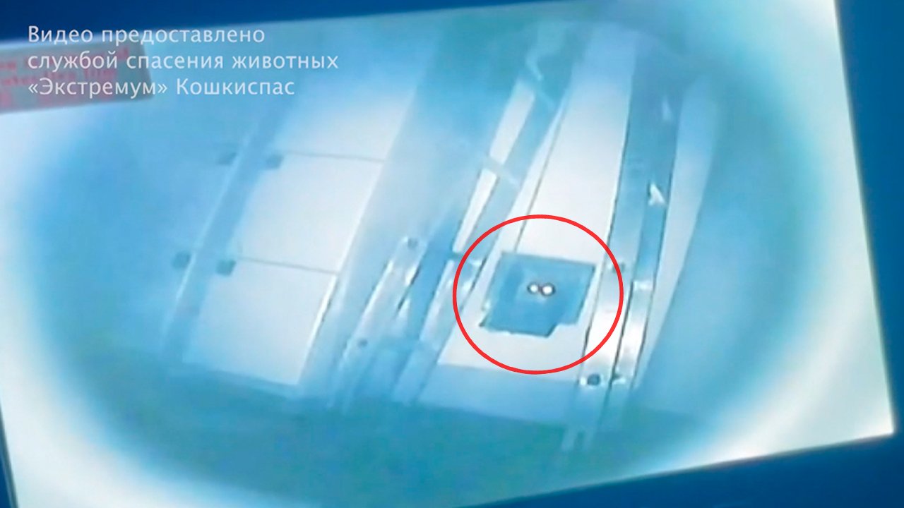 Кот-призрак поселился в Эрмитаже. Необычная спасательная операция в Петербурге