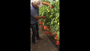 Лучшее от Seminis: красноплодный Матиссимо в мае