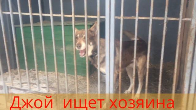 приют Майский День. Иваново. Джой смотреть онлайн