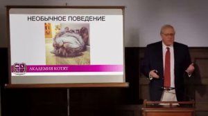 Академия котят ( полная реклама Вискас )