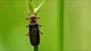 Жук-пожарник, он же Мягкотелка красноногая (нем. Cantharis rustica) (фр. Moine)