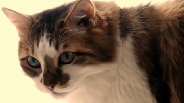 🌷706🌷 Цветы и кошки 🍃🌷🍃🐈 смотреть онлайн