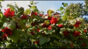 Людмила Зыкина  Из истории песни "Калина во ржи"