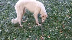 Юный русская псовая борзая Догон, в возрасте 8 месяцев. Русские псовые борзые и Охота по зрячему.