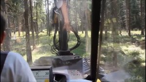 Как быстро спилить дерево. Профессиональная техника