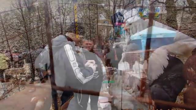 Выставка голубей. Мелитополь 2 марта 2013г. смотреть онлайн