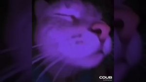 Cute Cat Cut.mp4