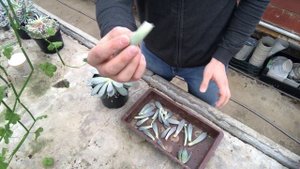 Эчеверия - размножение листьями