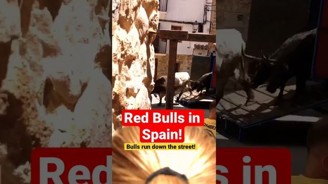 Raging Bulls on the streets of Spain today! Быки на улицах Испании! Беги!???