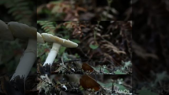 Amanita phalloides commonly known as the death cap or the death cap amanita,is a deadly.